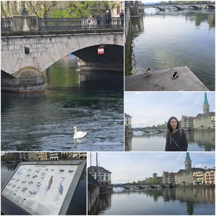 天鵝和鳥類和諧共生的城市..湖和河很清澈...雪山下來的水..好冰涼