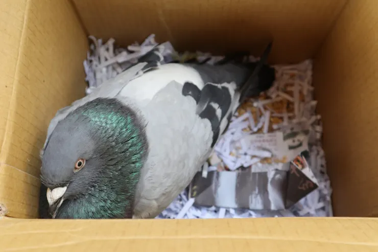 被裝進郵局小便利箱的賽鴿