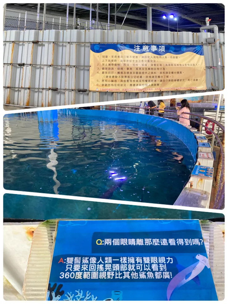 鯊魚好多又好大隻啊！