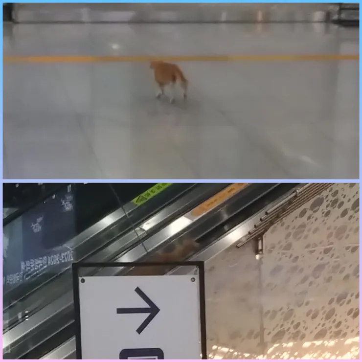 這隻貓好像想報警抓我...