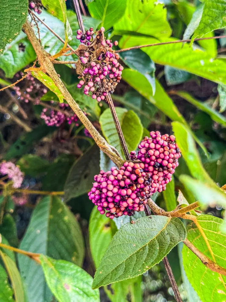 看到花就想到阿財,趕緊私訊阿財,是“杜虹花”