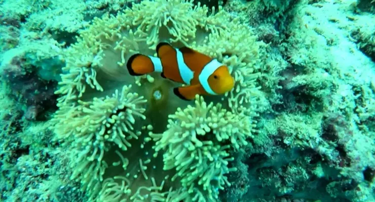 Gopro拍攝小丑魚