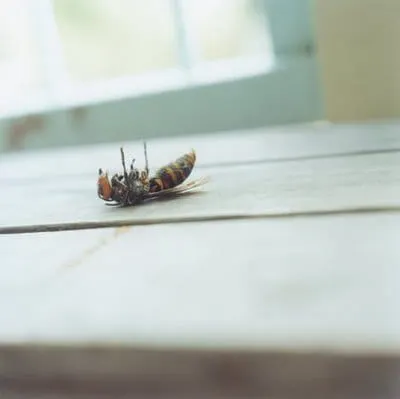 川內倫子攝影集