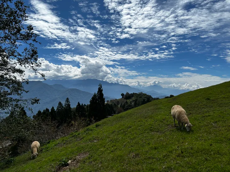 清境的羊