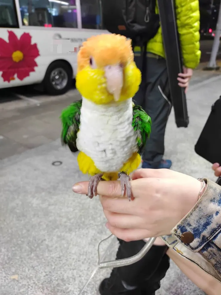 迷你鸚鵡