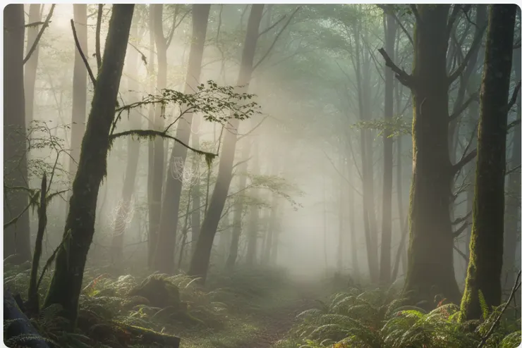 清晨的迷霧森林