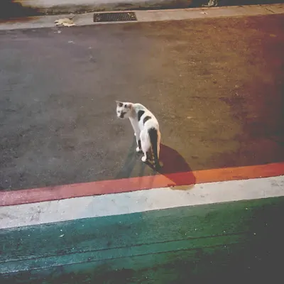 【無邊無依的不完美闖蕩】