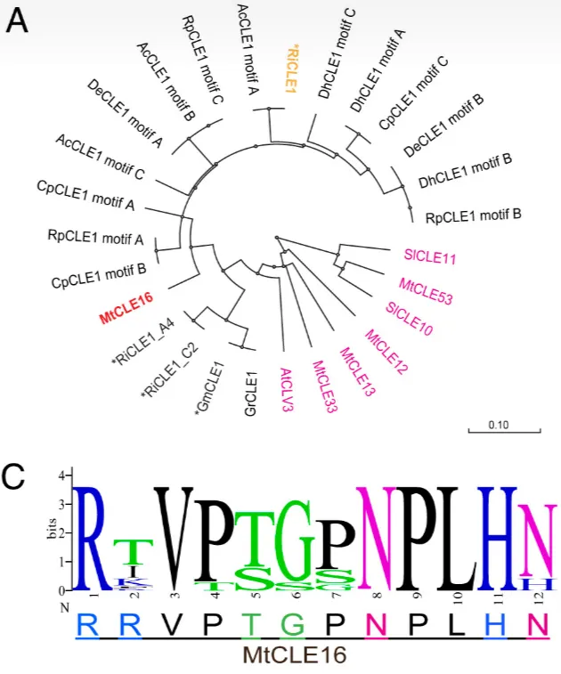 苜蓿的CLE16與其家族。圖片取自PNAS