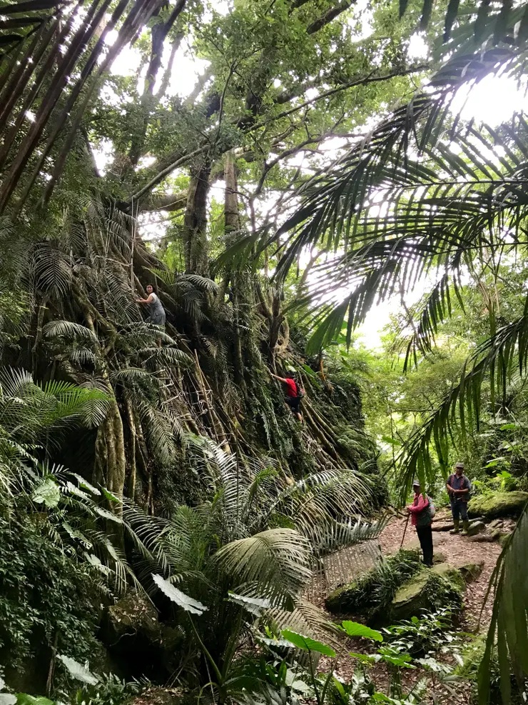 會走路的樹，道出阿力曼祖父與父親從中央山脈2000m高的地區被迫遷移到海岸山脈的故事