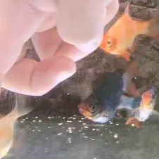 始力拼達人的沙龍