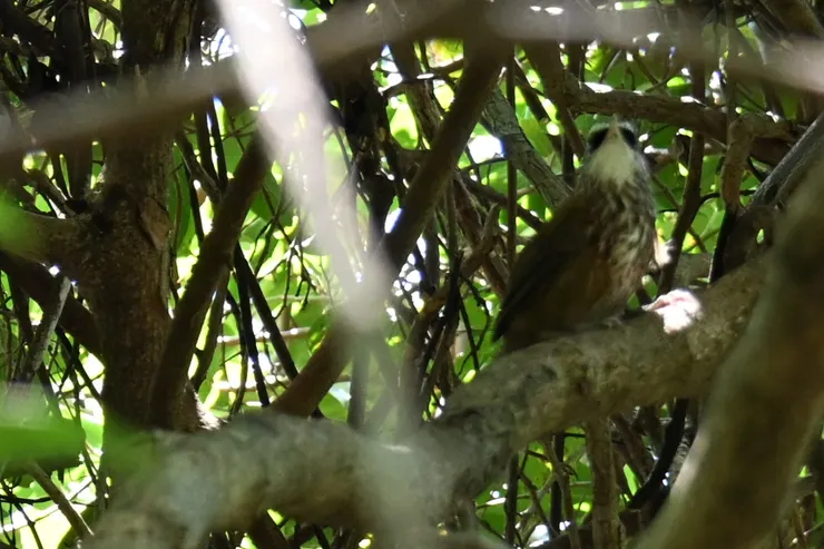 棕頸鈎嘴鶥（照片由朋友提供）