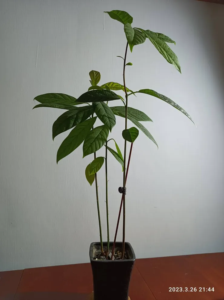 神秘女子的成果