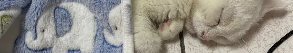 菜菜菜菜子的沙龍