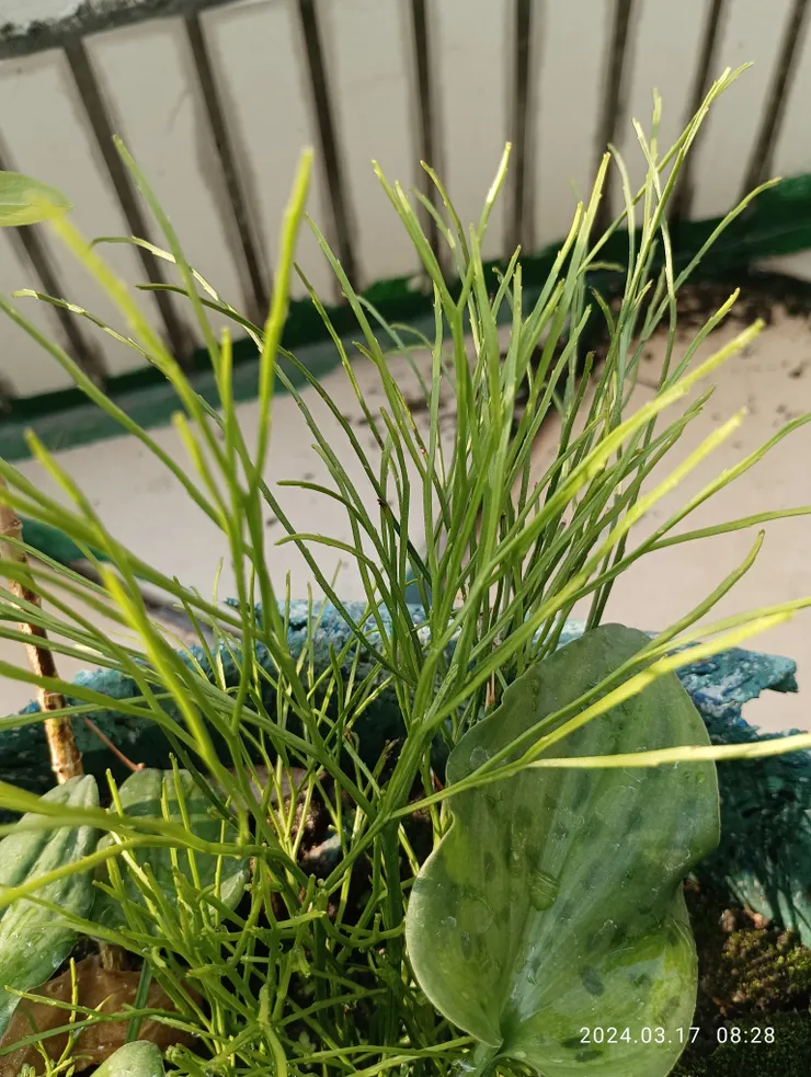 今年首見盆生松葉蕨