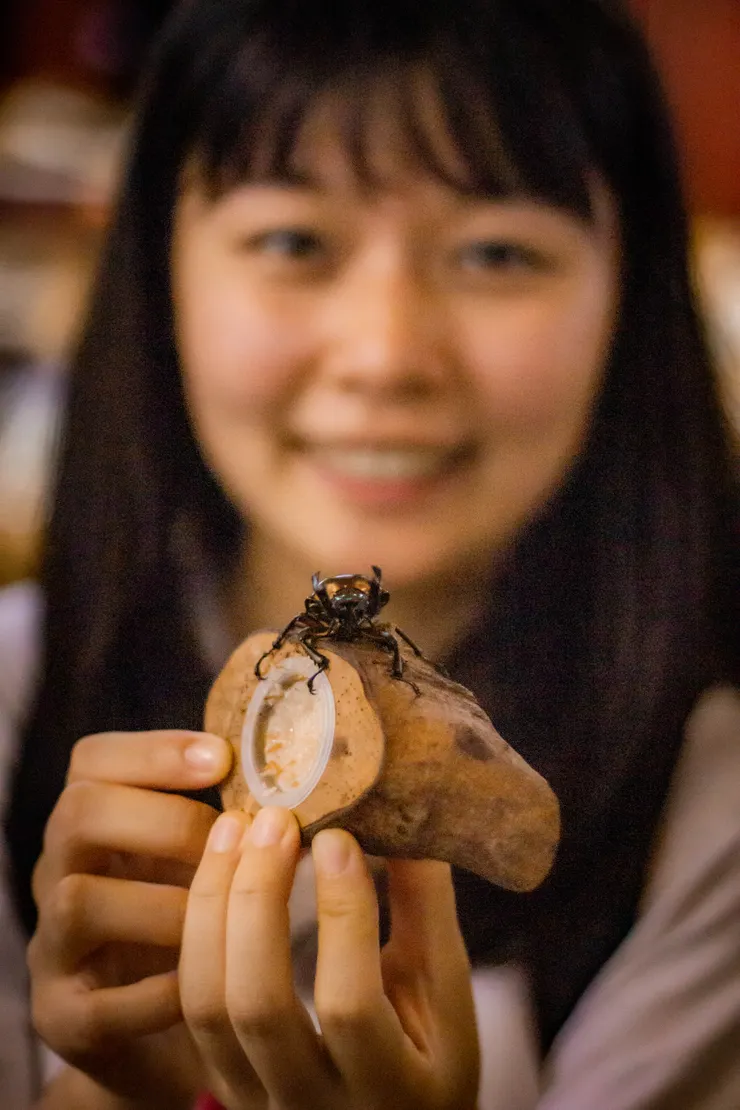 這隻超帥，忘記名字，會像手機一樣震動的甲蟲，原來還有這種蟲！