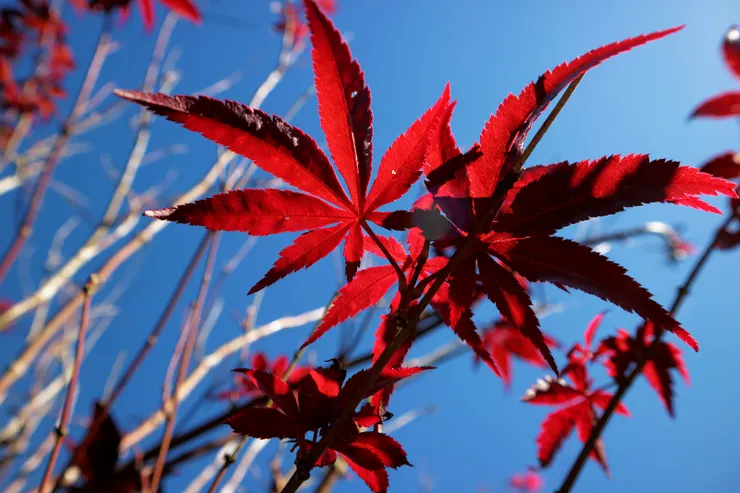 匆匆結束短短二天一夜山行，意猶未盡的回望這片桃花源及些許楓紅，其他未竟的秘境，就留待他日再來造訪......