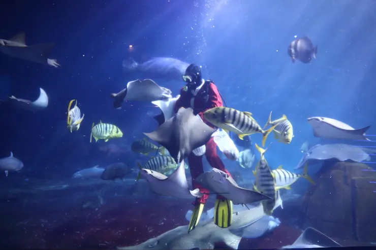 聖誕老公公大洋池奇遇記