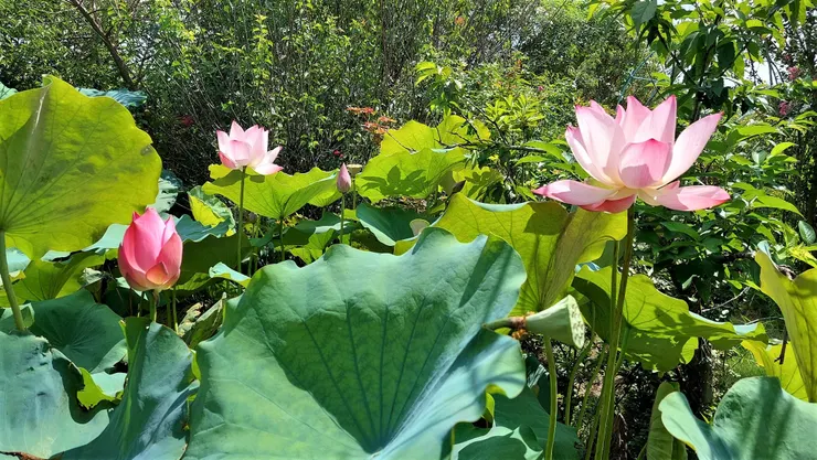 大暑，是一年中氣溫最高，也是最潮溼悶熱的日子。在這人畜走避的季節，只有荷花亭亭擎舉，在烈日下散發華美的光彩！