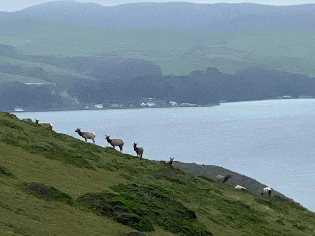 ▲這裡都是母鹿