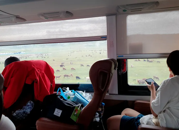 一進入景區,窗外就能見到成群的牛羊,好興奮啊!好原始好療癒