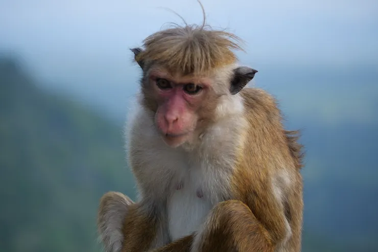 就是牠把我的零食偷了，而且牠還要聰明地留下我的水樽，只是拿了零食，真是可惡又可愛！