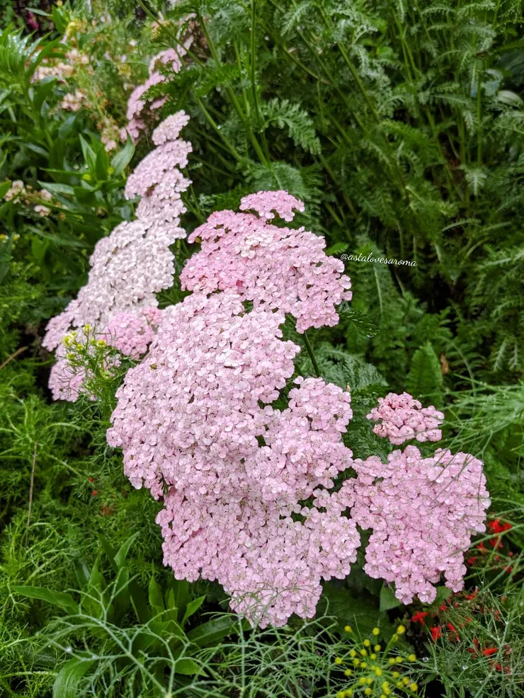 粉紅色西洋蓍草