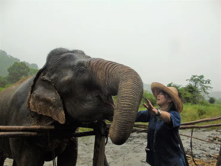 邊餵大象邊摸牠們