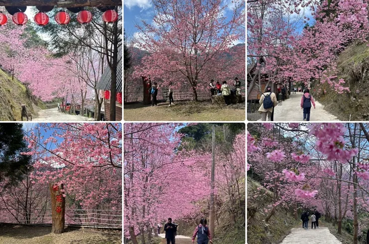 櫻花盛開，幸福滿滿。