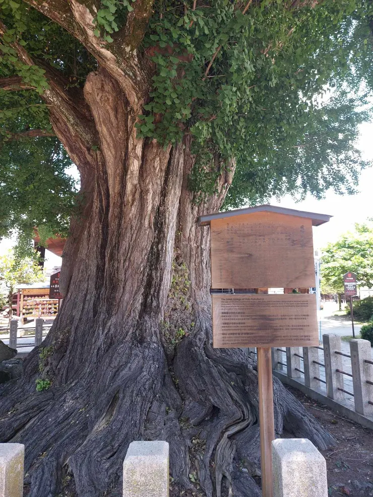 整棵樹不高，但樹幹真的很粗，真的是超過千年的神木