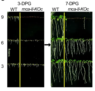上：九個月；中：六個月；下：三個月。左：播種後3天；右：播種後7天。圖片取自期刊