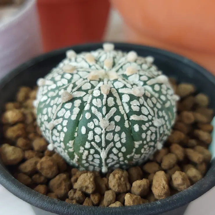 V字超兜（V兜）