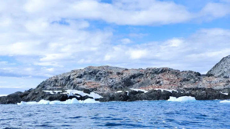 小山壁上有滿滿的信天翁及一些企鵝，老嫗看得清楚山，動物只能霧裡看花。