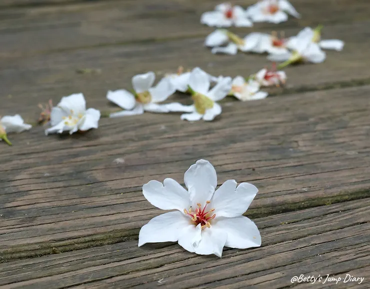 ▲桃園楊梅「雅聞魅力博覽館」/圖片來源:Betty's Jump Diary