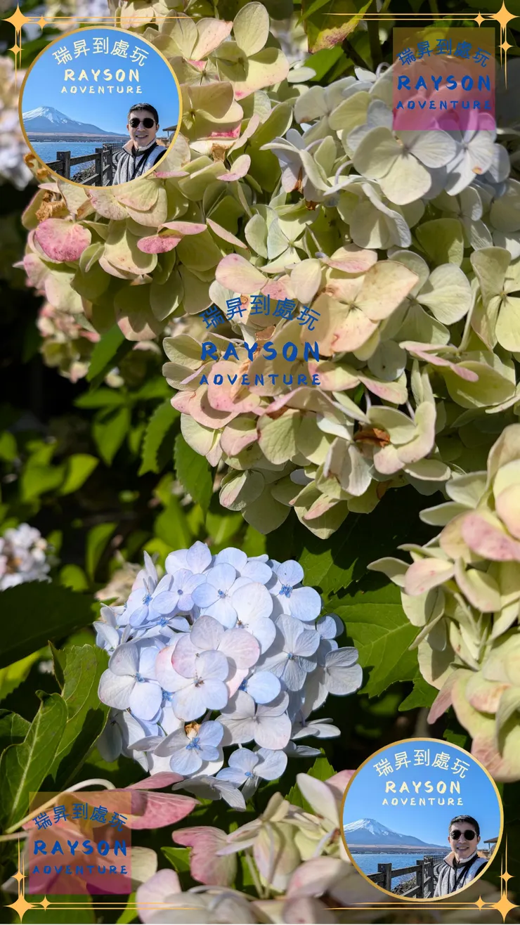 「紫陽花」(アジサイ/あじさい)