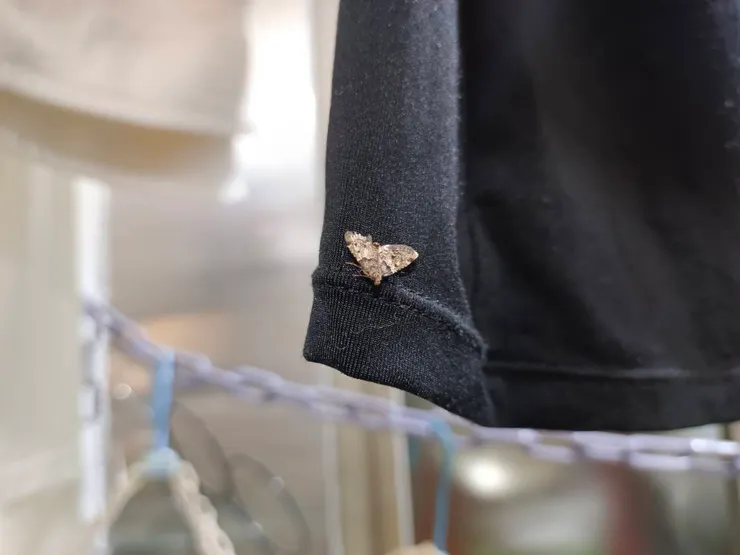 老爸化成金色小蛾回家看看