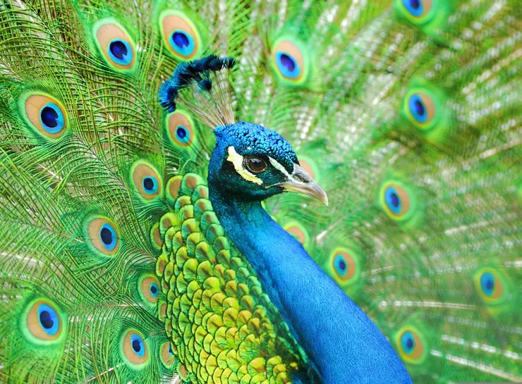 那時候的我差不多就長這樣。圖片取自網路。