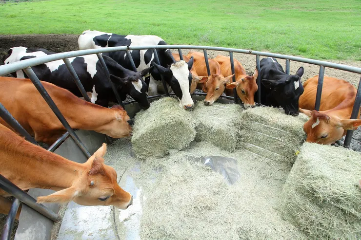 《乳牛生態區。圖／飛牛牧場》