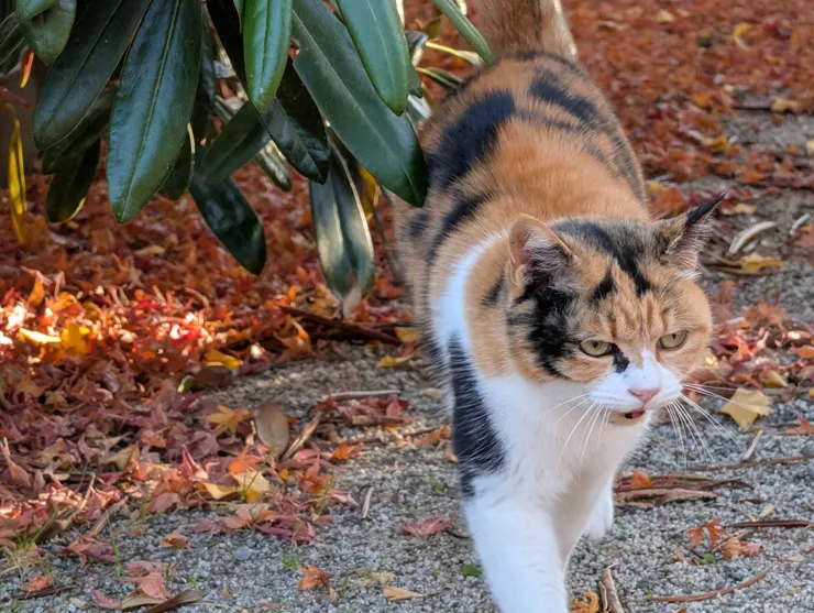 貓貓超級可愛! (性格非常冷漠很好笑)