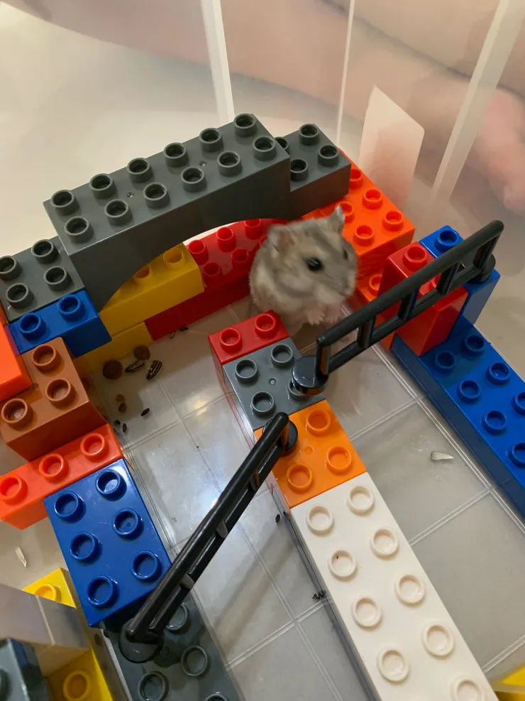 這小小的柵欄怎麼擋得住我呢？顆顆顆！