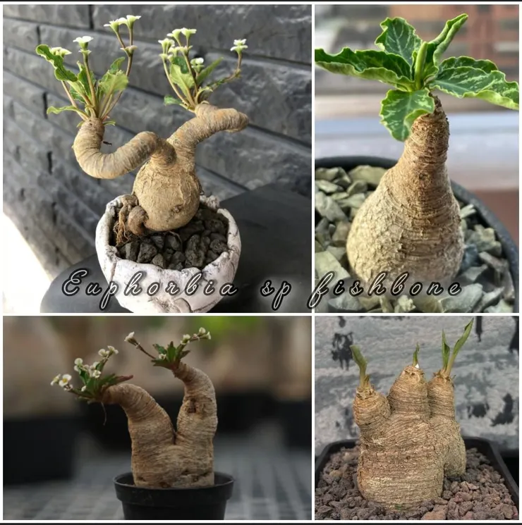 魚骨大戟(Euphorbia Fishbone)
