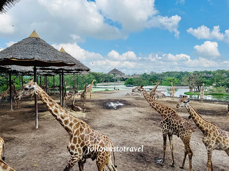 曼谷賽佛瑞野生動物園