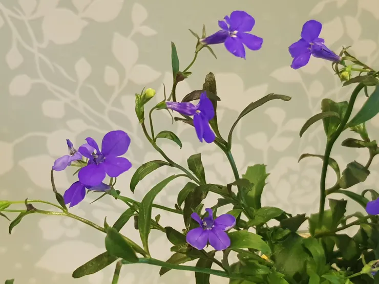 小巧可愛的花，名叫六倍利，它名字的由來，不是利潤翻六倍！和獲利發財沒什麼關係，單純是音譯，攝於【小倉鼠花園2023.MAY】