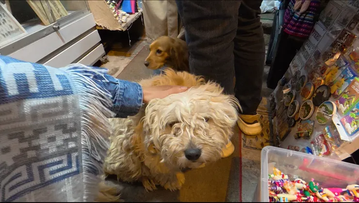 謝謝店家願意讓我嚕狗狗，瞬間被充電！