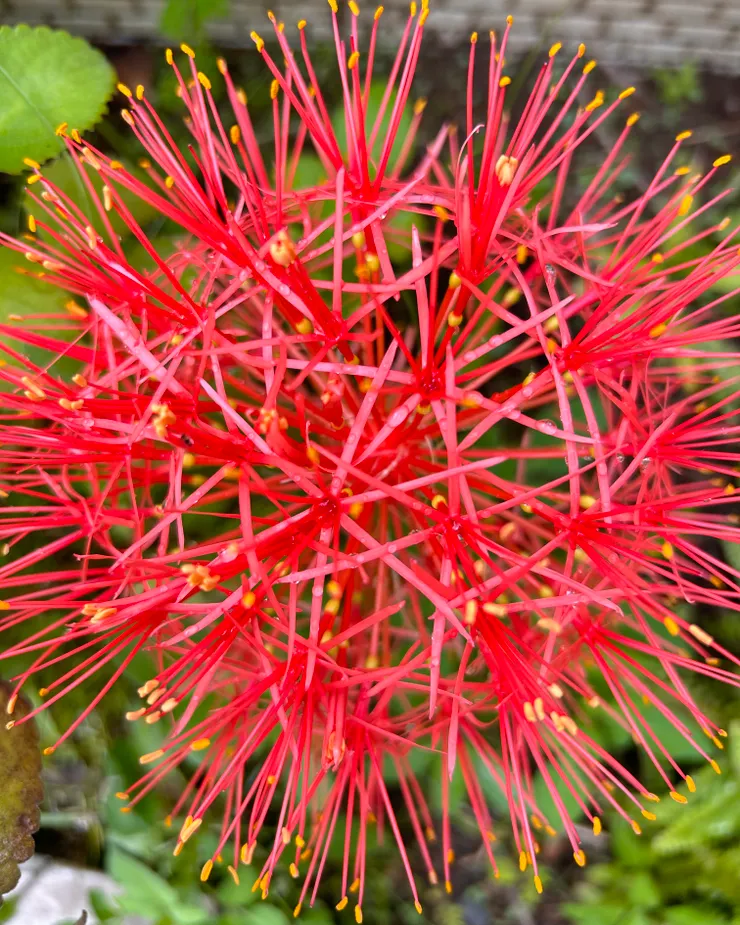 火球花超科學的結構