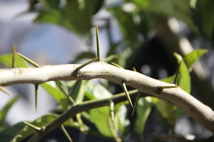 枝。圖 / 佛光山佛陀紀念館、莊溪