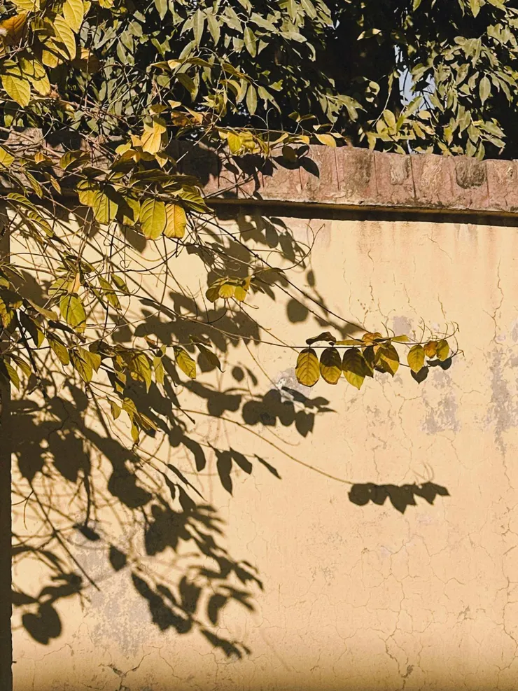 有些愛,像影子一樣, 靠得再近,也抓不住。