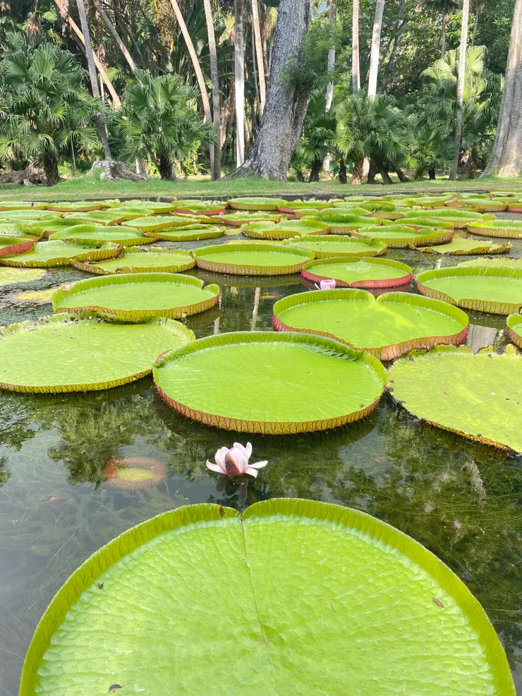 模里西斯Pamplemousses植物園