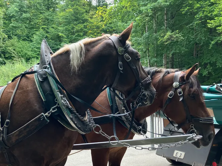 新天鵝堡的馬車