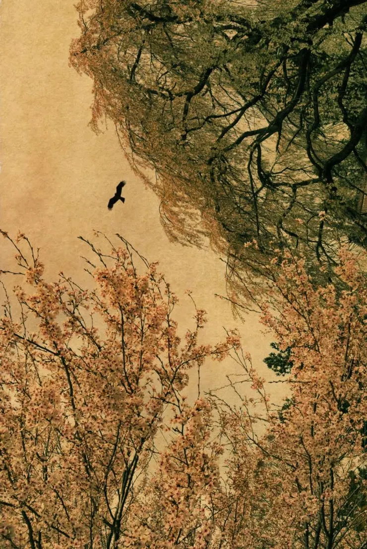 Albarrán Cabrera《Des Oiseaux - Albarrán Cabrera》