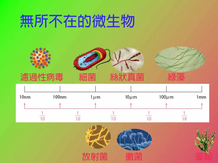 圖1 微生物相對的大小